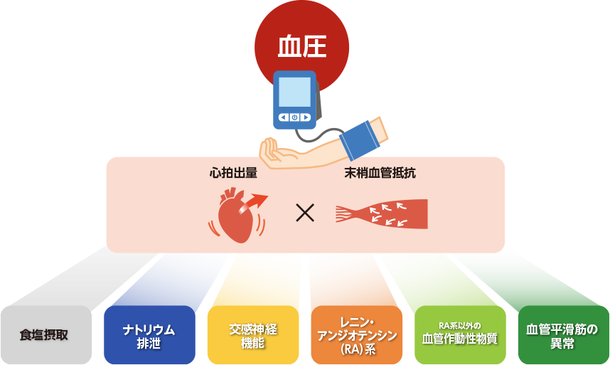 血圧の調節に関与する様々な因子