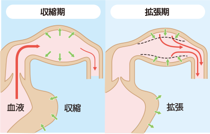 大動脈がしなやかな状態