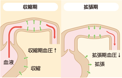 大動脈が硬くなると…