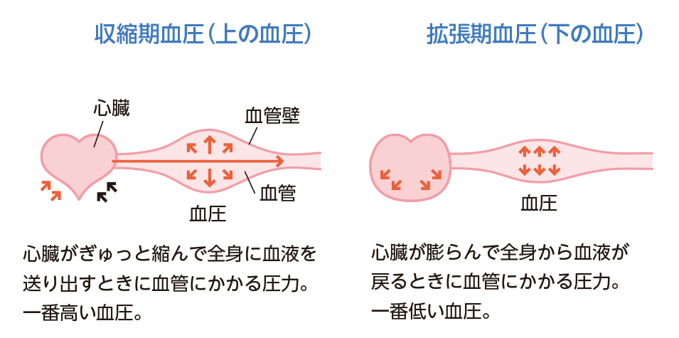 心臓の動きと血圧