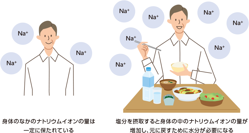 身体のなかのナトリウムイオンの量は一定に保たれている / 塩分を摂取すると身体の中のナトリウムイオンの量が増加し、元に戻すために水分が必要になる