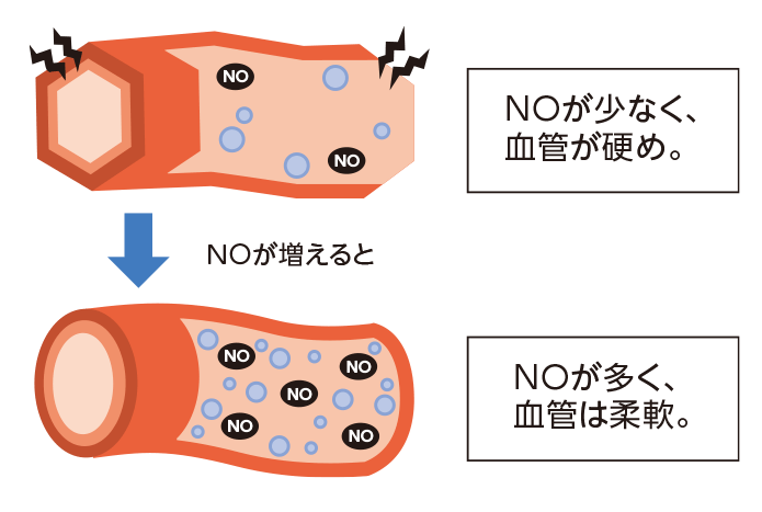 血管をしなやかにする物質（NO）